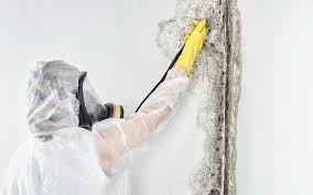 Best Biohazard Mold Removal  in Mayfield, OH